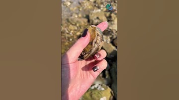 Con bạch tuộc tươi lắm nha | Review bắt hải sản #shorts #sanbathaisan