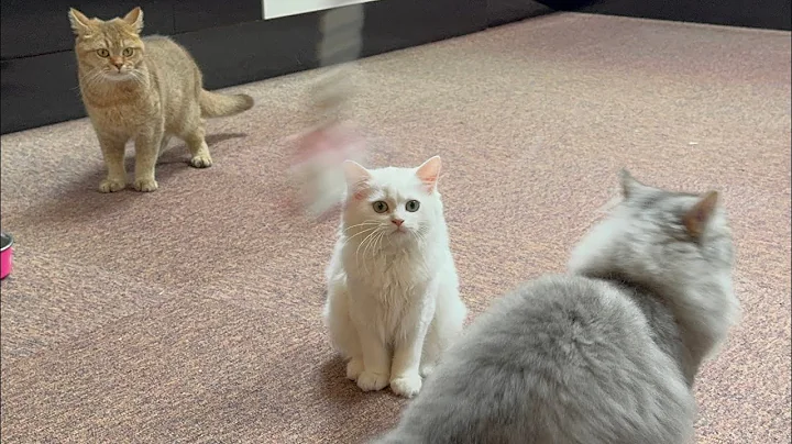 Video 11825621: cat toy mouse, hilarious cat, funny cat jumping, adorable cats funniest, cats catch