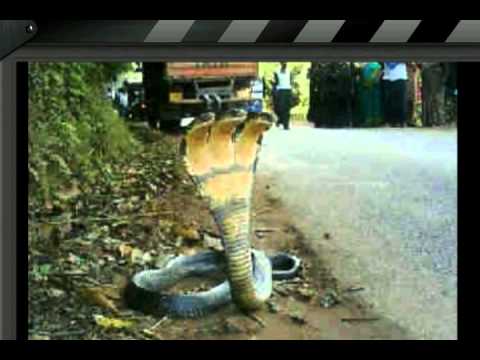 23+ Gambar Ular Cobra 3D - Sugriwa Gambar