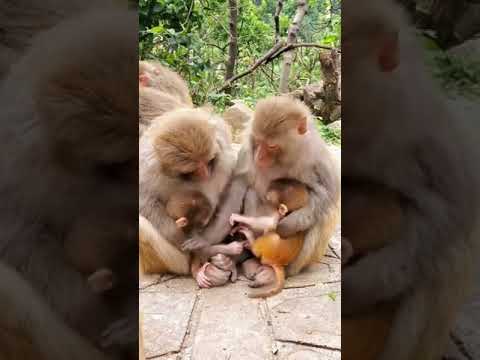 النهارده روحنا زياره لطنط قردوده شوفوا ابنها قردون عمل فيا ايه