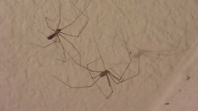 Found a daddy long-legs (cellar spider) while cleaning. Whoops