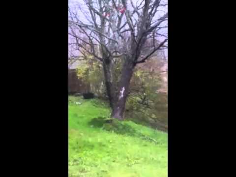 active posture WATCH: Winds in New Brunswick uproot tree