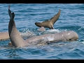 Abundance of Australian snubfin and humpback dolphins in the Kimberley