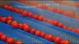 Celebrity Automatic Cherry Strawberry Washing and Drying Line Mini Tomato Process Machine Continuous Washer Profile