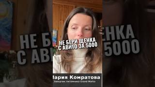 Как выбрать ХОРОШЕГО ЗАВОДЧИКА #животные #собака