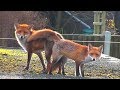 Life Of Fox Breed In The Wild