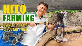 BEST HITO FARMING | REGISTERED NURSE & FORMER OFW, TURNED HITO FARMER USING TARAPAL CIRCULAR POND