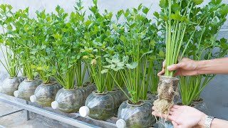 The idea of ​​​​growing cheap hydroponic celery in recycled plastic bottles for high yield