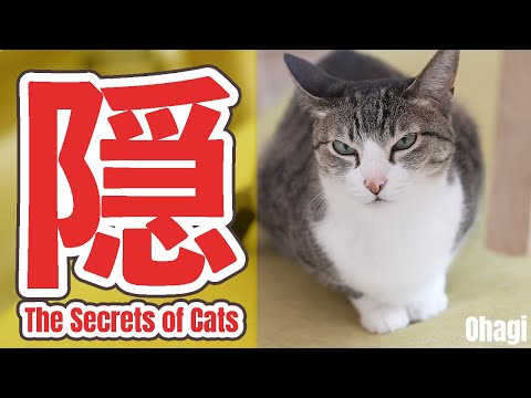 隠れる猫の秘密