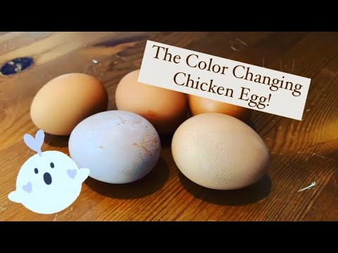 The Color Changing Egg