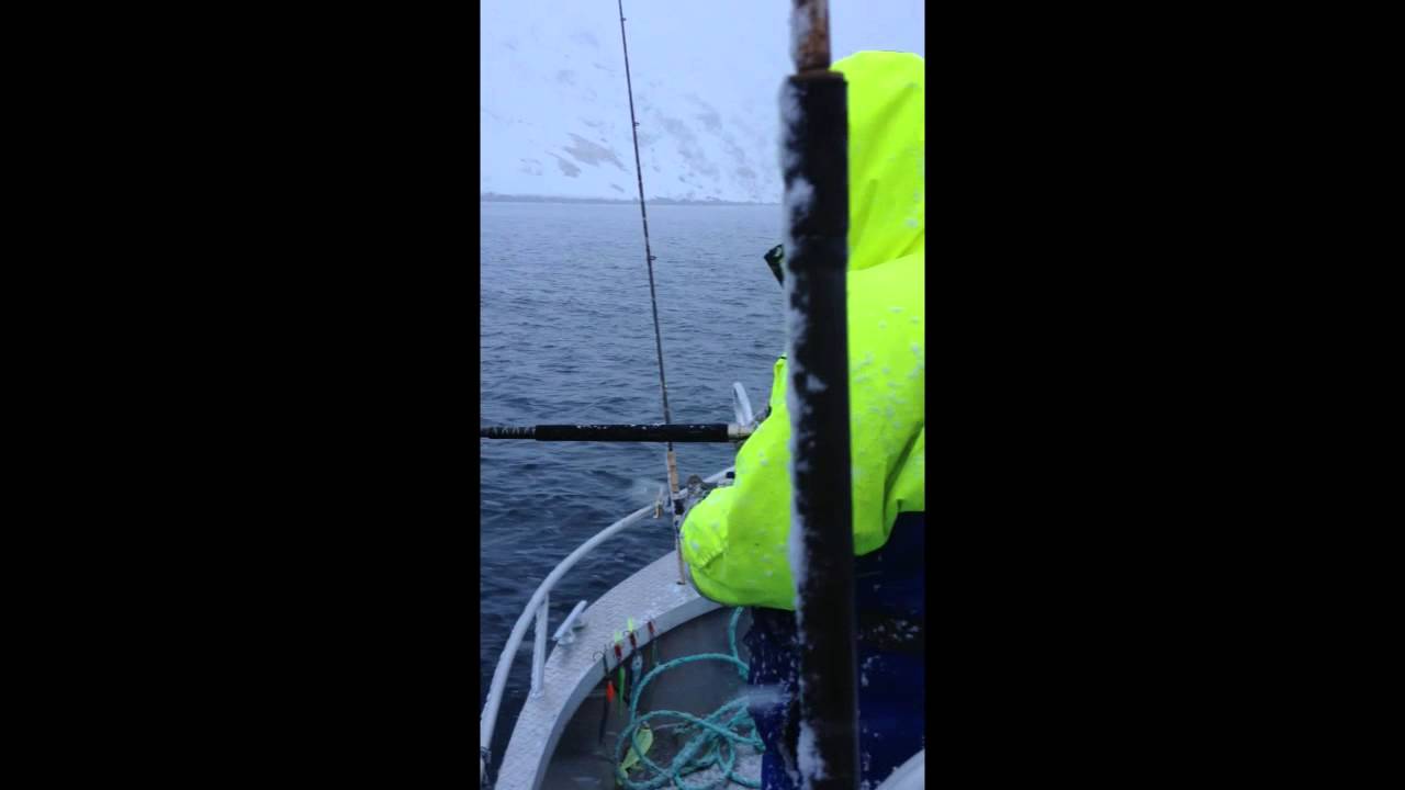 Cod Fishing With Lures In A Norway Blizzard YouTube