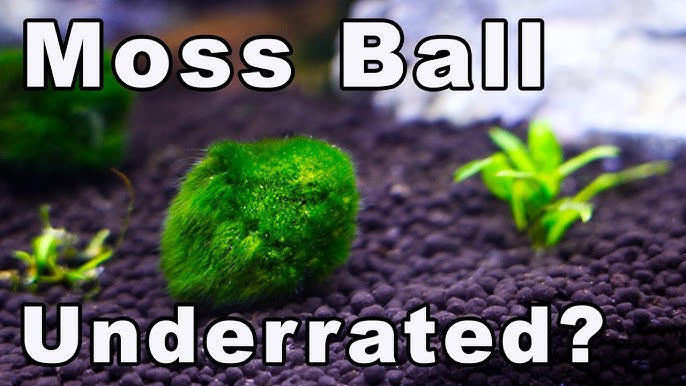 Crazy Moss Ball Terrarium but It's NOT What You Think 