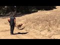 "Zoey" Retrieves, blinds and bite work