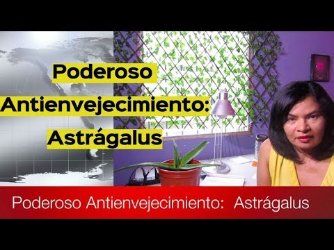 remedios caseros para el colesterol Poderosa planta Antienvejecimiento: Astrágalo