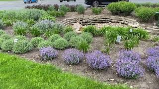 What is the Difference Between the Different Nepetas (Catmint)