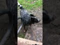 Хэви и Тео #dogs #собака #australianheeler #австралийскийхилер #australiancattledog #setter #сеттер