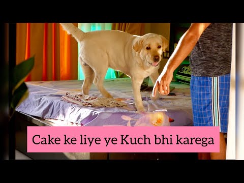 this-labrador-is-crazy-about-cake!---will-do-anything-for-it!