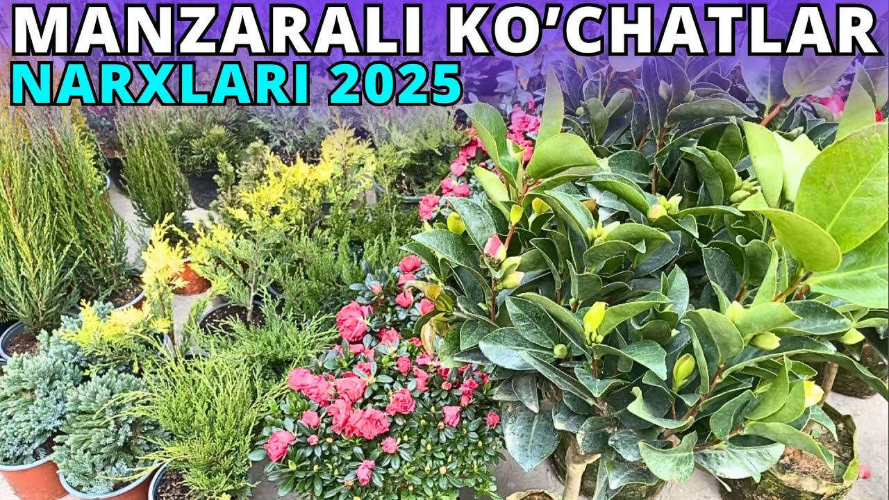 #2025 🌲🌳 MANZARALI KO'CHATLAR NARXLARI ANDIJON JAHON BOZORI | ARCHALAR ...