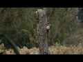 Дятел звичайний / Great Spotted Woodpecker / Dendrocopos major