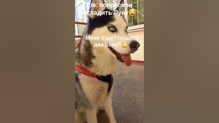 #хаски #луна не любит когда её гладят😅