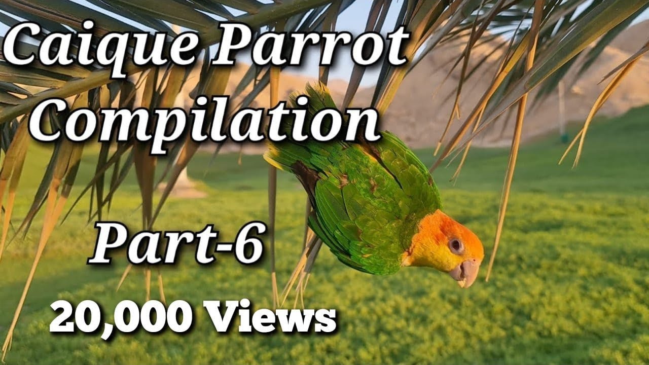 Caique Parrot Compilation Part-6 for Tips, Tricks and Funny Videos of Parrots | #caiqueparrot #irn