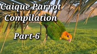 Caique Parrot Compilation Part-6 for Tips, Tricks and Funny Videos of Parrots | #caiqueparrot #irn