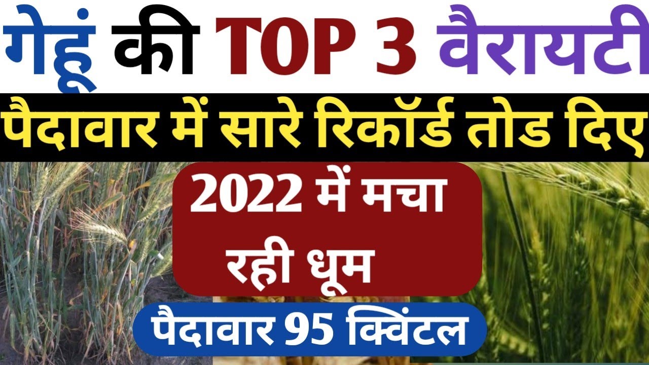 Gehu Tree गेहूं की 3 उन्नत किस्में || Gehu ki top variety || gehu ki best variety ...