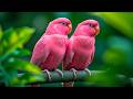 Bird Sounds for Better Sleep 🌙 Peaceful Nature Ambience to Relax, Unwind & Reduce Stress