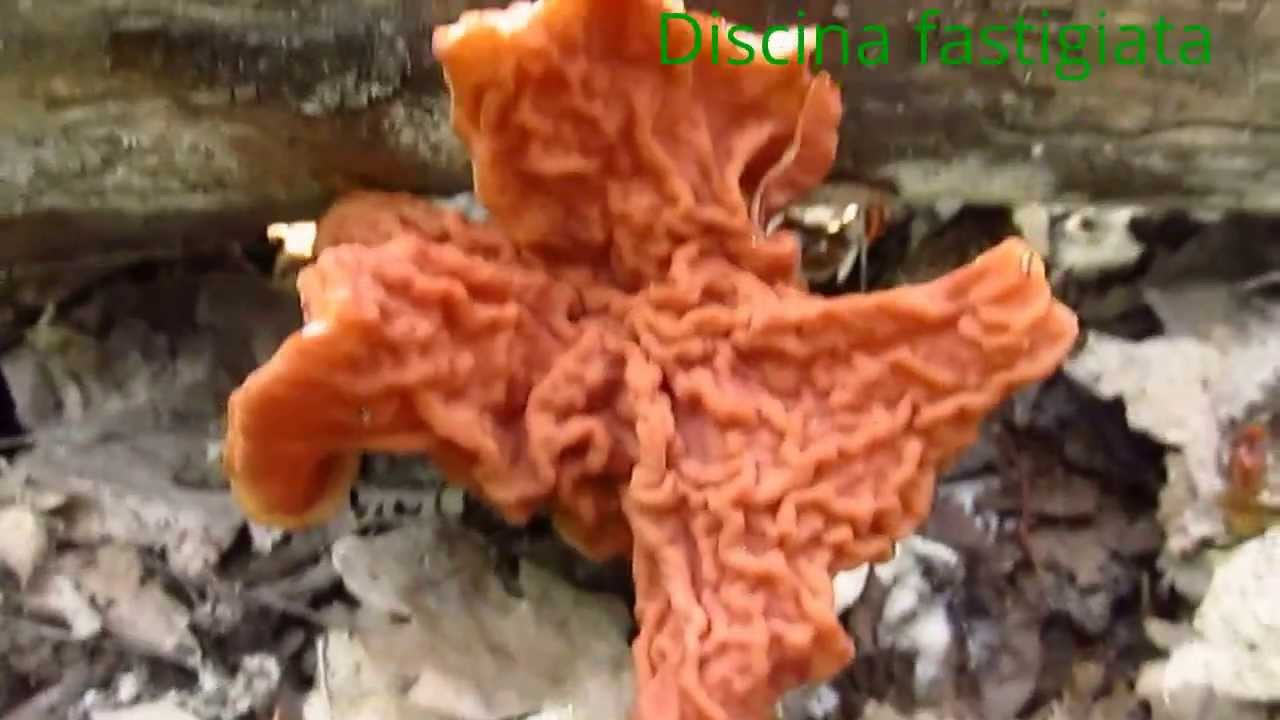 Весенние грибы, Discina fastigiata, Gyromitra fastigiata, Строчок пучковый, островерхий, фастигиата