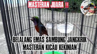 Masteran Belalang Emas Sambung Jangkrik