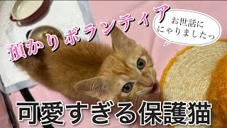 【子猫(保護猫)】預かりボランティアの1週間