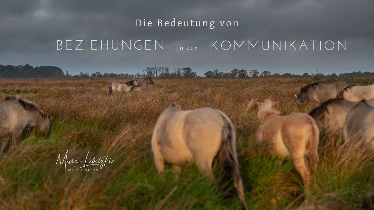 Die Bedeutung von Beziehungen zwischen Pferden in der Kommunikation