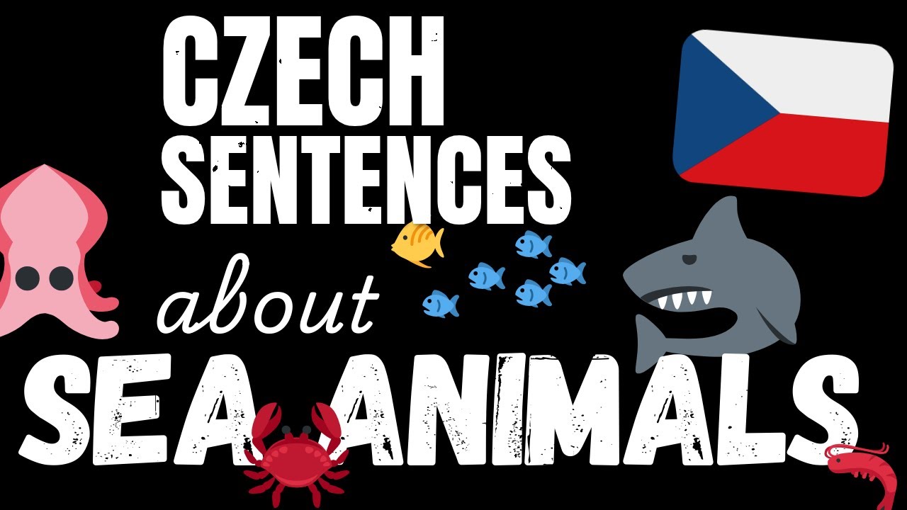 200 B1 Czech sentences - Marine Animals | Learn Intermediate Czech vocabulary