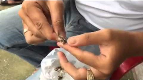 cách móc trứng kiến để câu cá rô và trê kênh