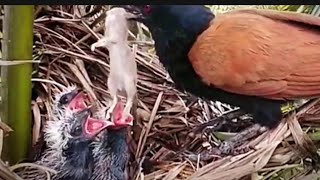 SADISTIC, THIS POOR MOTHER RAT IS BEING FIGHTED OVER BY MY CHILDREN