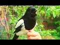Pet magpie Talking Outside