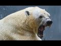 Top 10 most dangerous predatory animals