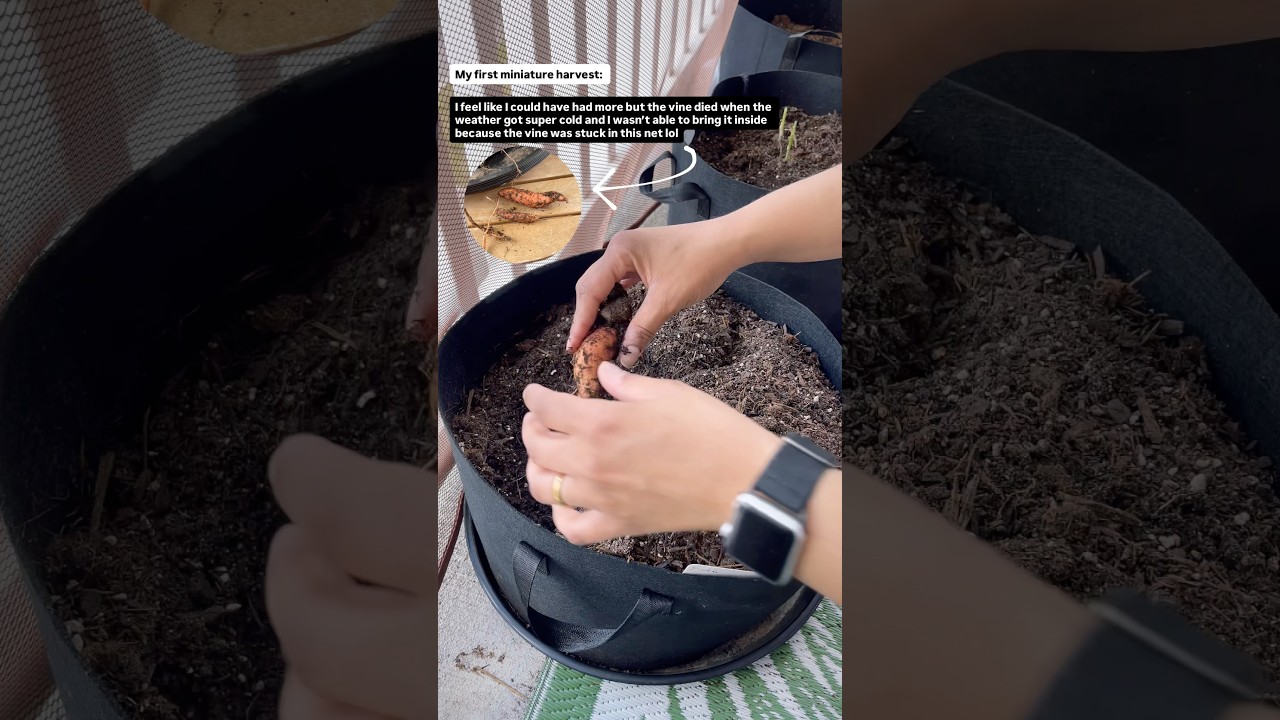 А теперь я пойду посажу ещё кое-что 😂 