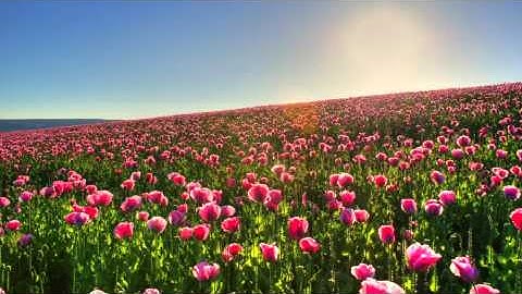 سورة عبس عبدالرحمن السديس - Surah 'Abasa Abdulrahman Al-Sudais