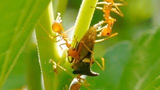 Weaver Ants Squeezing Honeydew From A Treehopper. Happens At 109. 4K Uhd.