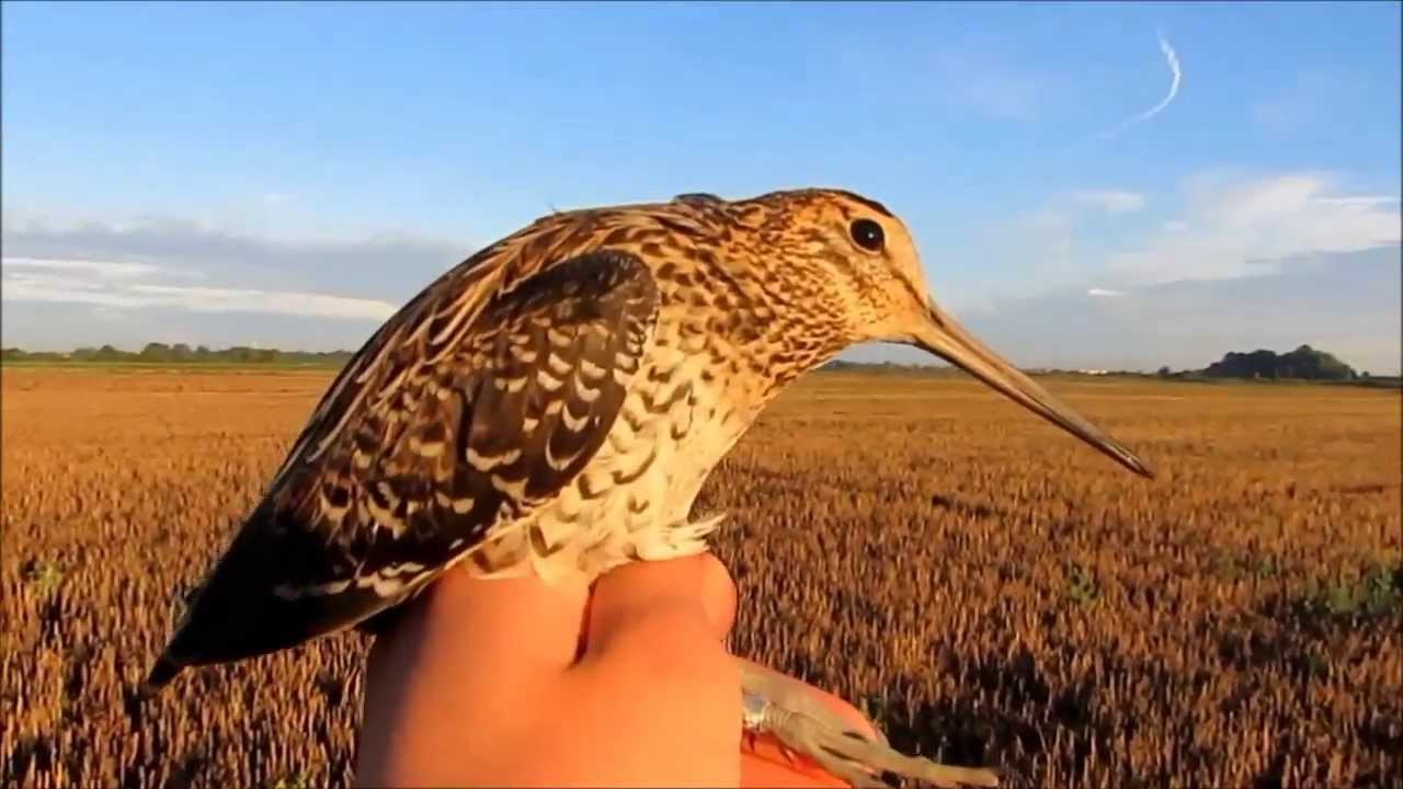 bekasina větší - odchyt - Great Snipe - trapping (Gallinago media