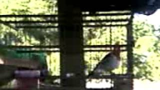 Mi Cardenal Colorado El Misto