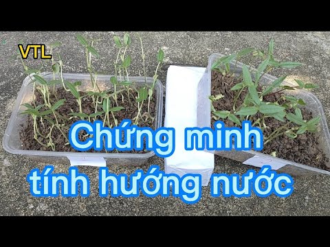 Proving Hydrotropism in Plants | KHTN 7 | Creative Horizons