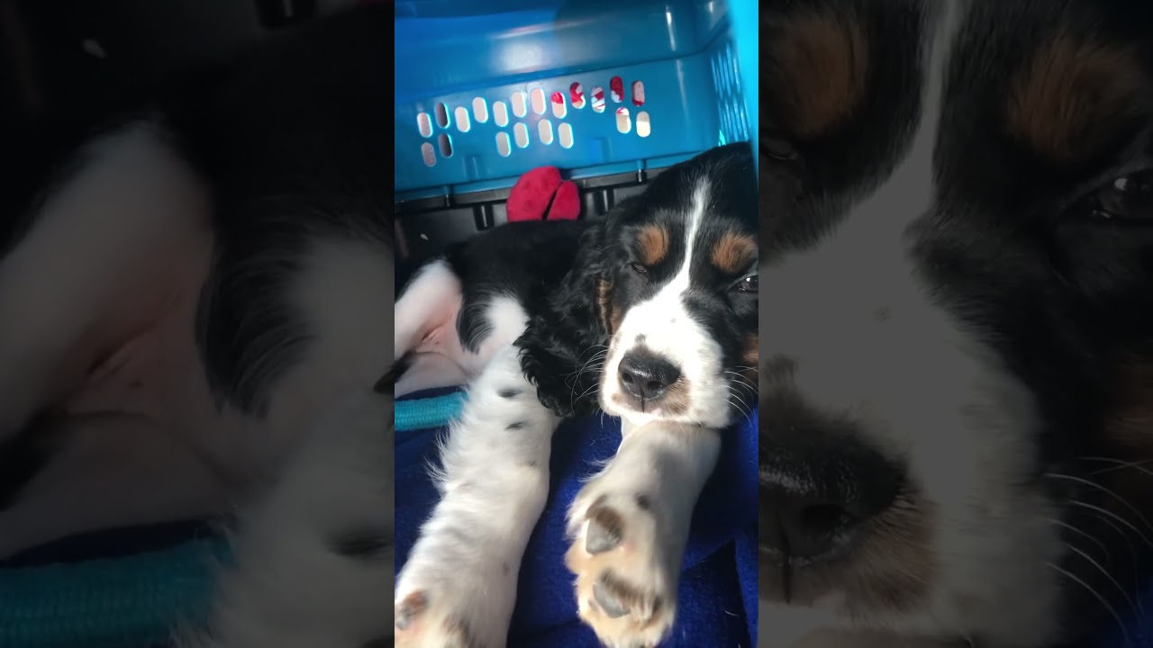 Super Cute Puppy Moment!!! 👀🐾🥹 