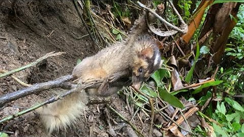 (Tập 11) ngày tiếp theo đi thăm bẫy dính chồn bạc má và dính dúi khủng |Rừng núi Bắc Kạn