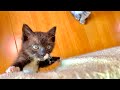 走れるのが嬉しくてついこうなってしまう子猫。