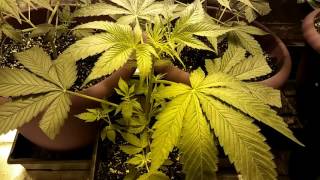Season 2 update on my 8 day of flower LED & HPS update