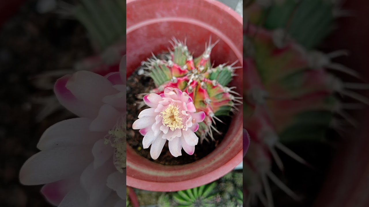 A delicate pink and white flower blooms from a small, colorful ribbed cactus in a brown pot.