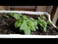 Como germinar sementes de kiwi  parte 2
