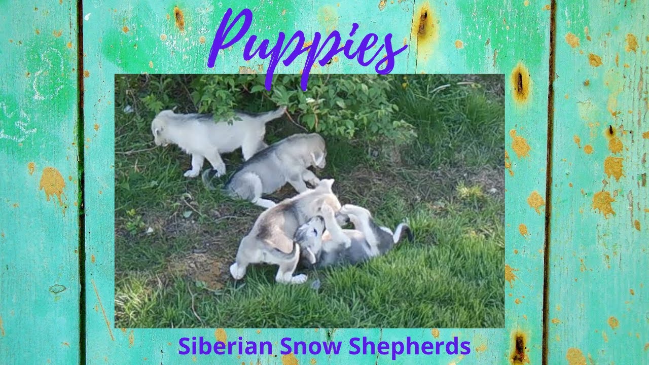siberian snow shepherd